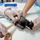 서울시야생동물센터 이미지