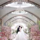 안심지 | 더링크 가든홀 본식스냅 심지안스냅 후기