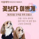 꽃보다 이쁘개 이미지