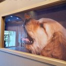 러브펫 반려동물장례식장 이미지