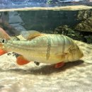 아쿠아수족관 | 일산 대형카페 세계 최대 규모 수족관 아쿠아가든 평일 후기