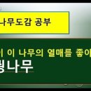어떤나무K