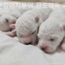 인천강아지분양판도라독가정분양