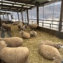 목장주유소 | [양평] 양떼목장_양떼목장 타조랑 알파카랑 등등 양평여행후기