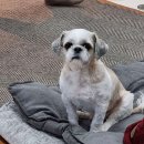 뉴욕도그랜드 이미지