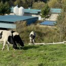 은형목장 이미지