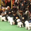 도그뉴스 이미지