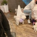 몽펍피 이미지
