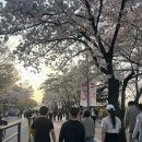 코알라패밀리 이미지