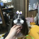 팻키우소 이미지