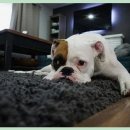 수색동물병원 이미지