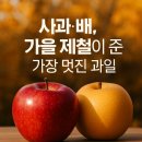 웰디렉터