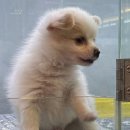 도그마루 강아지 고양이 부산점 | 부산강아지분양! 도그마루 강아지고양이 부산점에서 귀여운 말티즈를 입양하다