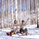 자작나무숲 이미지