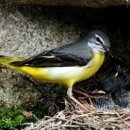 장미꽃사이로 이미지