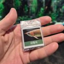 아쿠아가든카페 양재점 | [서울/송파] 아이랑 같이 가기 좋은 -아쿠아가든카페 롯데월드몰점