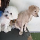 블루 독 스쿨 이미지