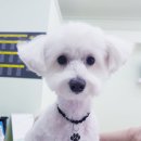 개도만족 네이버블로그