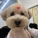 화사하개 이미지