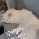 예뻐질:개&고양이카페 이미지