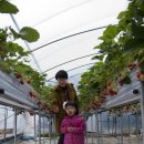 용범농장 | 라라솔캠핑과 양평 딸기 체험