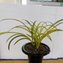 제7회 한국춘란엽예품전시회 | 엽예품 대상 중투 신문