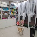 사하펫 이미지