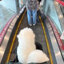 행복을찾는동물병원 이미지