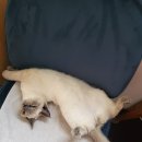 레오그루밍 이미지