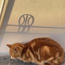 누아르 블랑 이미지