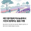 허브테마펜션 | 태안 팜카밀레 허브농원 완전정복: 입장료, 주차, 후기 총정리
