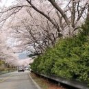 라반