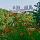 장산억새밭 이미지