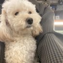 오르치그로치 이미지