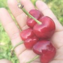 오수리농장 이미지