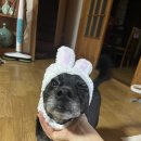 섹시크럽 이미지