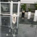 겨우리애견 이미지