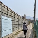 원주굽이길 원1코스 100고개길 | 4월의 복사꽃 만발한 원주굽이길 원1코스 100고개길