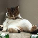 낭만고양이 이미지