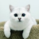 3332 이미지