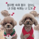 강아지미용실 | 부천시청역 강아지 미용실 “커몽” 푸들 미용 후기!