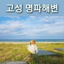 고성 명파오토캠핑장 애견동반 강원도 명파해변해수욕장 일출명소에서 수산시장 회 떠다먹은 솔직후기