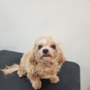 애견미용 이미지