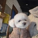 나루터로10길 24 | [반포자이 애견호텔 추천] 윤앤퍼피가 반려인들에게 높은 재이용률을 기록하는 이유 7가지