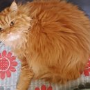 한사랑펫 이미지