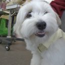 채움 동물병원 | 서울 마포 | 탈모 고민 해결 두피 스케일링 상암동 더 채움헤어