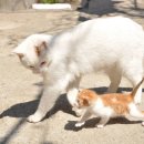 요거 이미지