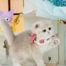 메종드센텀 이미지