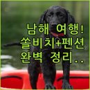 (상반기) 반려동물과 행복한 동행 : 펫티켓 | 강아지와 함께하는 남해 금산 여행 정보 및 2025 신축 쏠비치 남해 포함 가성비 펜션 후기 정리