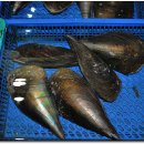 한산조개구이 이미지